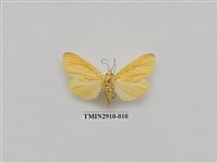 藏品(夜蛾3)的圖片